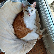 Mimi a rejoint le concours — aidez-le/la à gagner de superbes lots ! cat, orange_and_white_cat, pet, feline, indoor, cat_bed, window, sunlight, tile_floor, resting, curled_up, looking_at_camera, cozy, domestic_animal, whiskers, ears, tail, paws, fur, relaxed