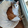 cat, cat_bed, cozy, curled_up, domestic_animal, ears, feline, fur, indoor, looking_at_camera, orange_and_white_cat, paws, pet, relaxed, resting, sunlight, tail, tile_floor, whiskers, window