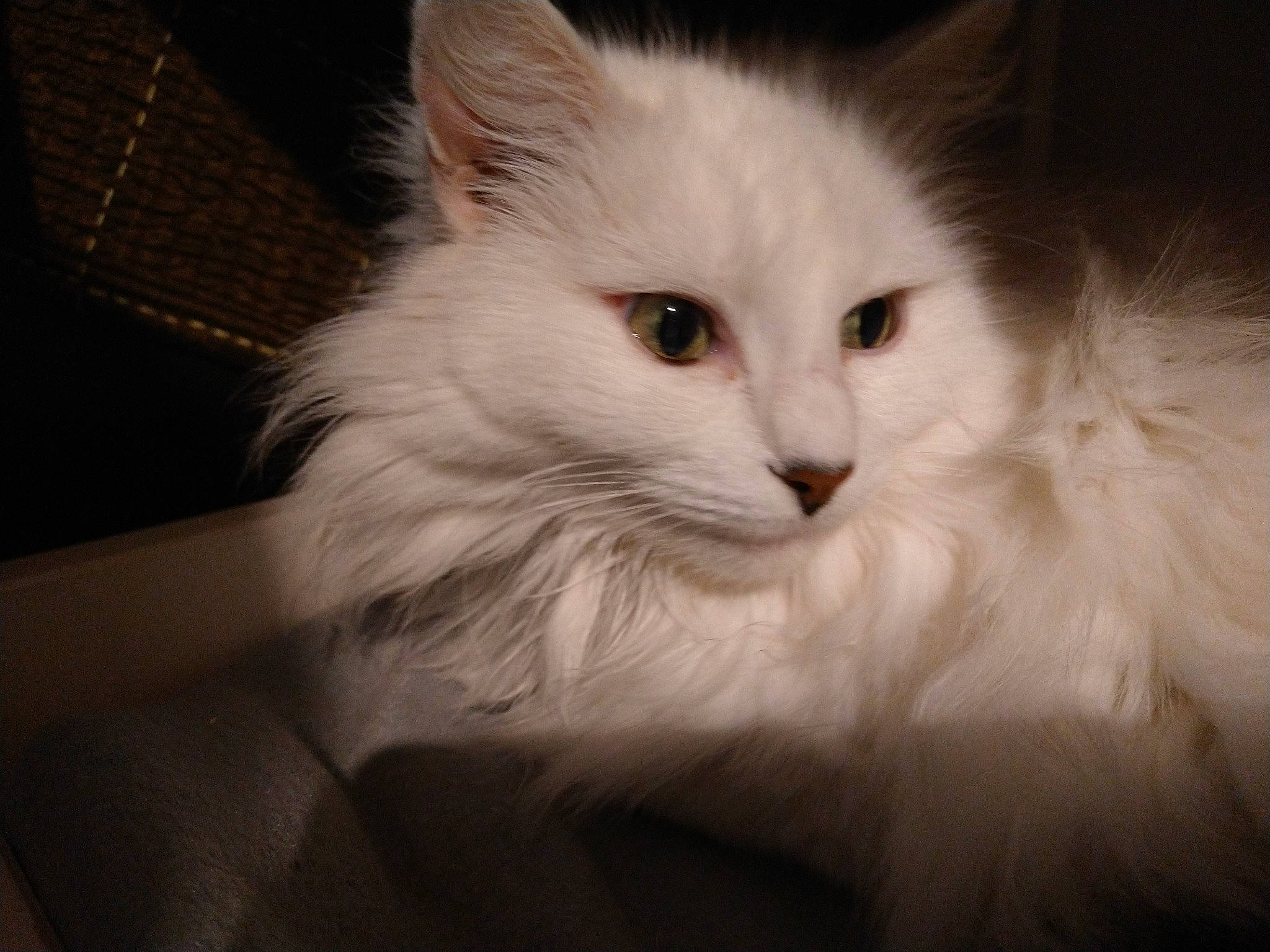 Cléo participe au concours pour gagner de l'argent avec cette photo : asian_semi_longhair, british_semi_longhair, carnivore, cat, domestic_long_haired_cat, felidae, fur, iris, ragdoll, small_to_medium_sized_cats, snout, turkish_angora, whiskers