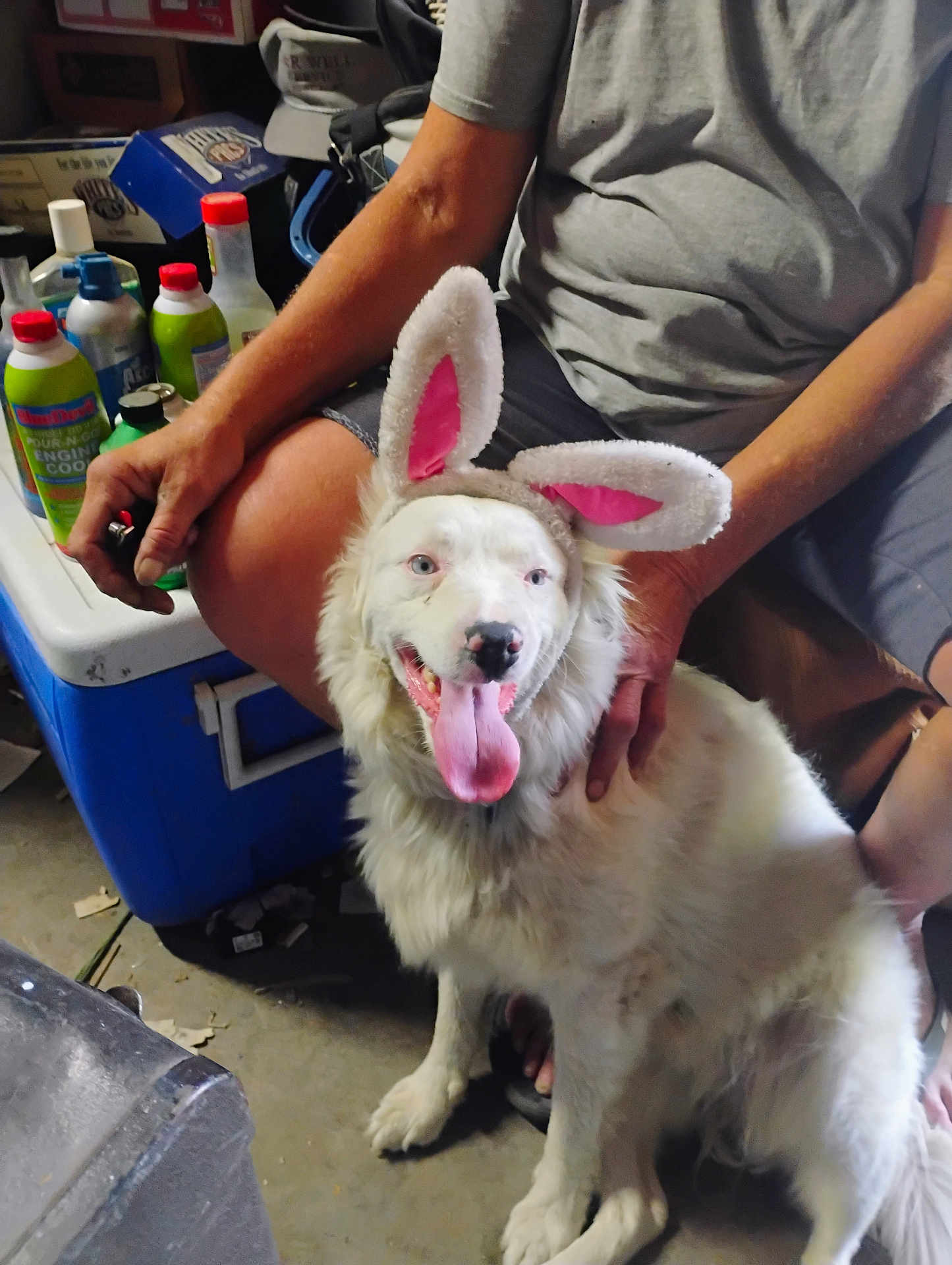 Luna Tic is registered to the contest to win money with this photo: dog, white_dog, bunny_ears, pet, animal, person, casual_clothing, arm, hand, tongue_out, happy, indoor, cooler_box, bottle, floor, sitting, garage, container, pink, ears