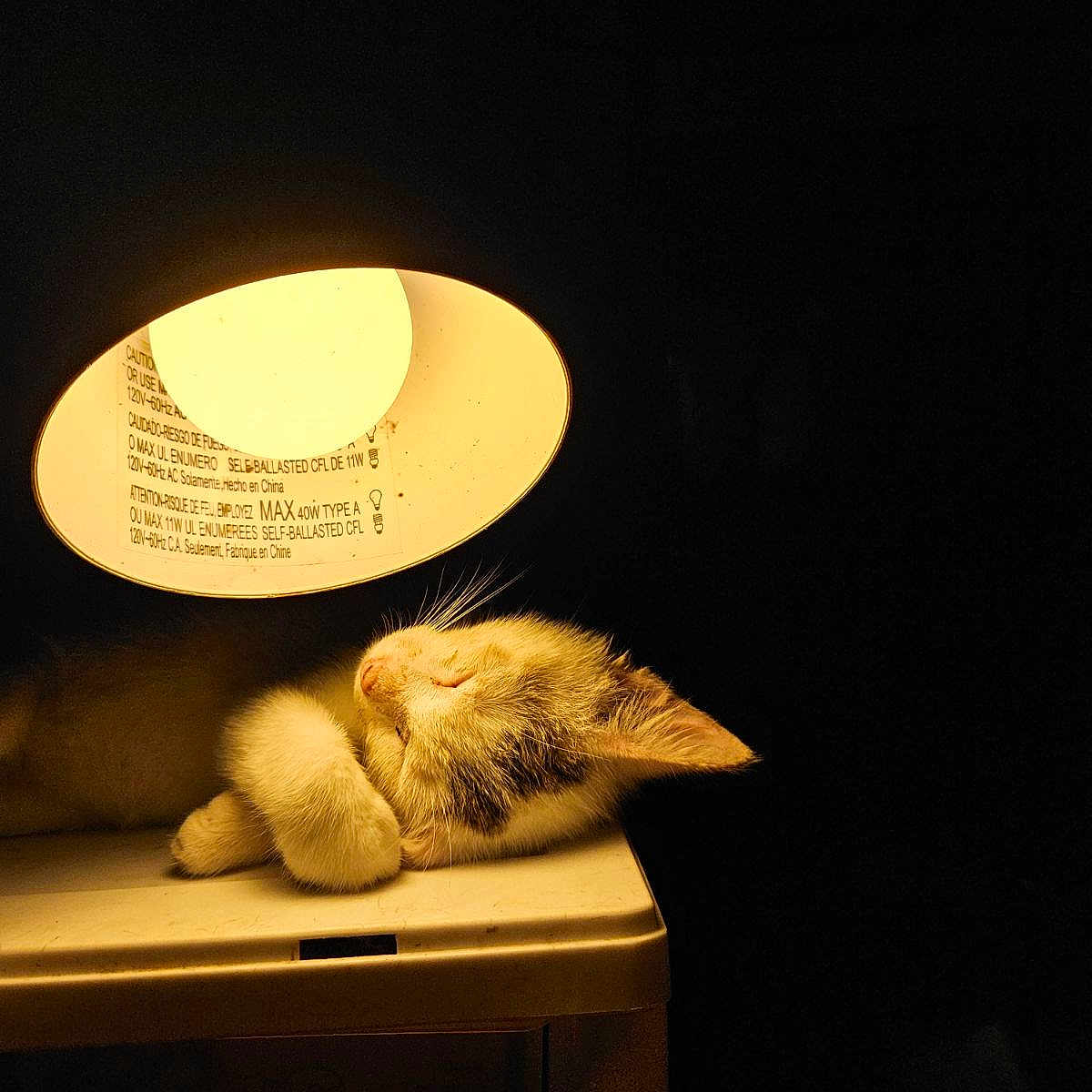 Casper is registered to the contest to win money with this photo: animal, astronomy, cat, face, head, kitten, lamp, lampshade, light, lighting, manx, moon, nature, night, outdoors, person, pet, photography, portrait, tablelamp