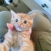 Artemis a rejoint le concours — aidez-le/la à gagner de superbes lots ! animal, cat, closeup, curious, cute, dog, expression, floor, fur, hand, indoor, kitten, orange_tabby, pants, paws, person, pet, photobomb, whiskers, wide_eyes