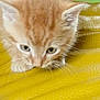 kitten, cat, orange_tabby, close_up, fur, whiskers, yellow_background, curious, pet, animal, indoor, small, cute, young, soft, texture, exploring, feline, portrait, sniffing