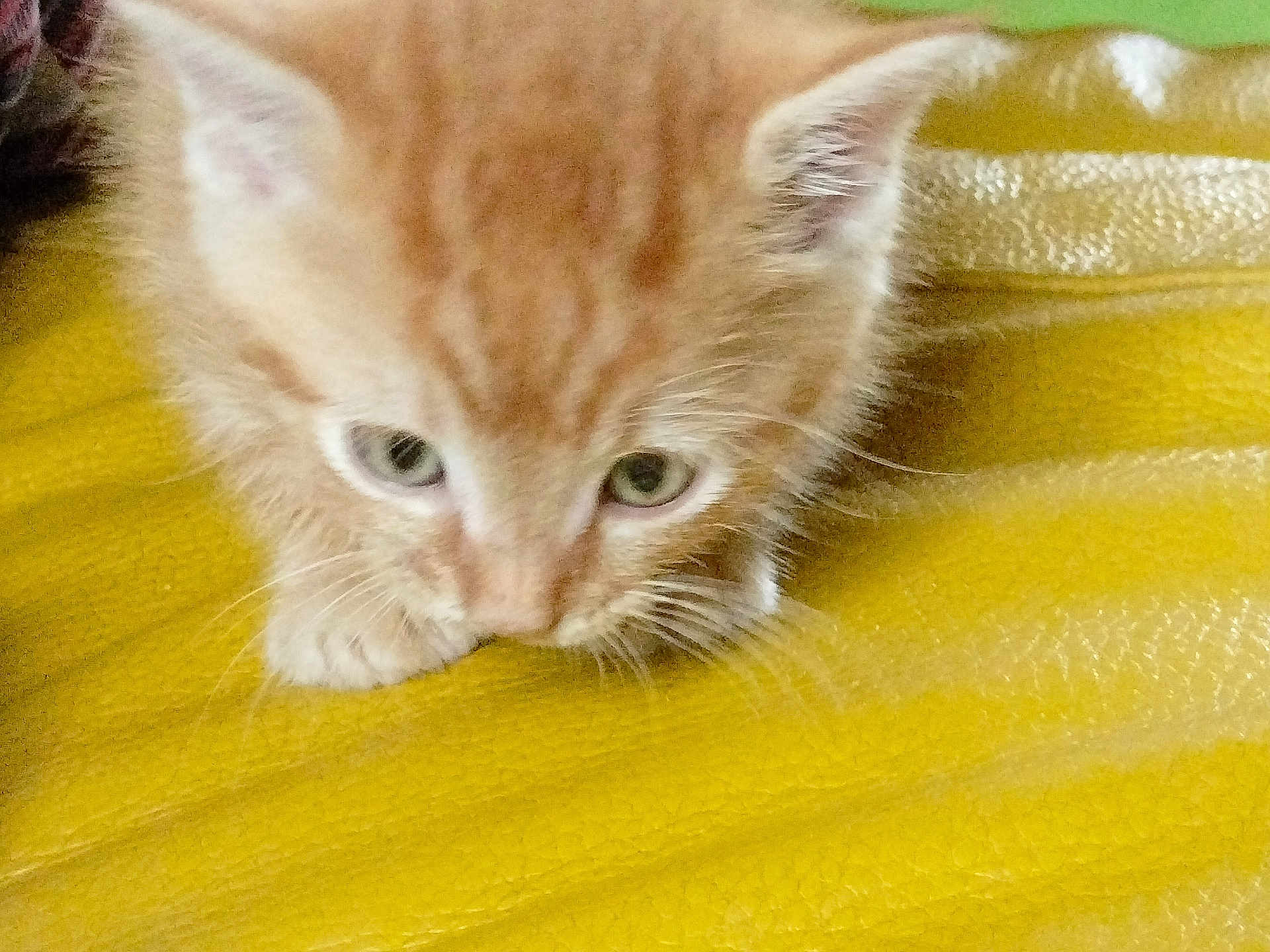 Artemis