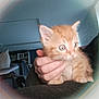 kitten, cat, orange_tabby, pet, animal, hand, indoor, furniture, bookshelf, blurred_background, person, cozy, curious, wide_eyes, close_up, soft_light, vignette, domestic, cute, young