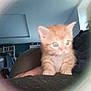 kitten, cat, orange_tabby, pet, indoor, furniture, person, hand, sitting, curious, wide_eyes, blur, background, shelf, cozy, lap, domestic_animal, animal, young, feline