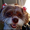 Embry joined the competition — help win amazing prizes! dog, pet, bow, ears, smiling, car_interior, seat, fur, closeup, cute, animal, happy, face, mouth_open, tongue, whiskers, domestic_animal, companion, adorable, portrait