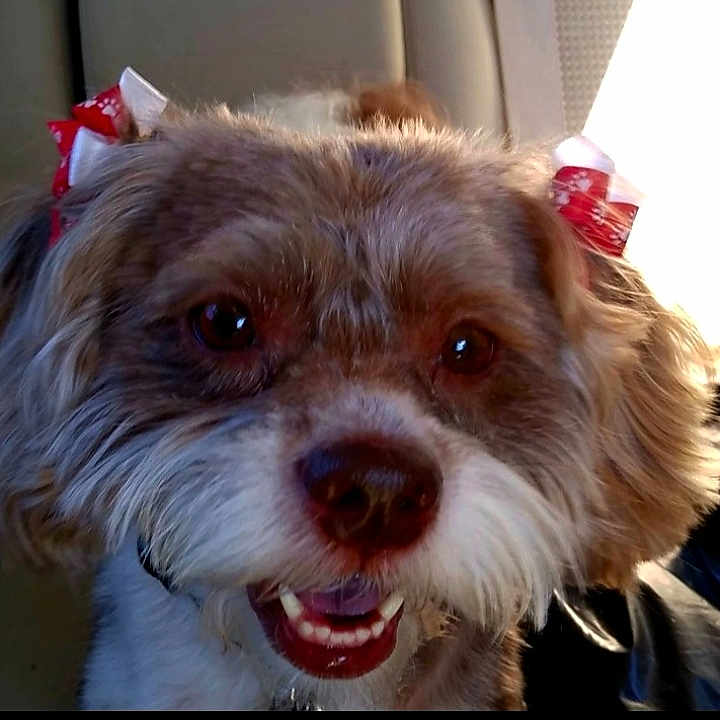 Embry joined the competition — help win amazing prizes! dog, pet, bow, ears, smiling, car_interior, seat, fur, closeup, cute, animal, happy, face, mouth_open, tongue, whiskers, domestic_animal, companion, adorable, portrait
