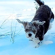 Embry joined the competition — help win amazing prizes! dog, snow, outdoor, running, fluffy, winter, animal, pet, grass, nature, canine, fur, cold, landscape, motion, playful, cute, ears, tail, field