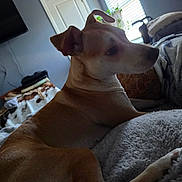 Dixie joined the competition — help win amazing prizes! dog, indoor, blanket, window, light, ear, fur, pet, relaxed, home, couch, furniture, animal, lying_down, brown, comfort, resting, soft, cozy, domestic