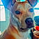 Dixie