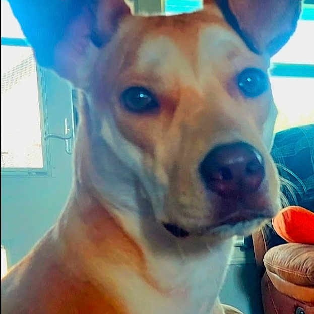 Dixie
