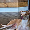 dog, brown_dog, white_dog, wood_floor, wood_wall, indoor, pet, canine, flooring, relaxed, lying_down, ears_up, paw, animal, domestic_animal, companion, mammal, household, resting, quiet
