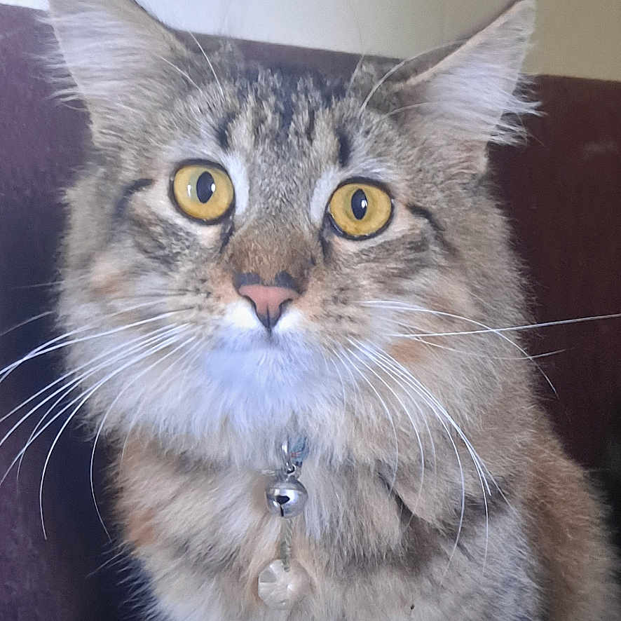 Kitty Girl