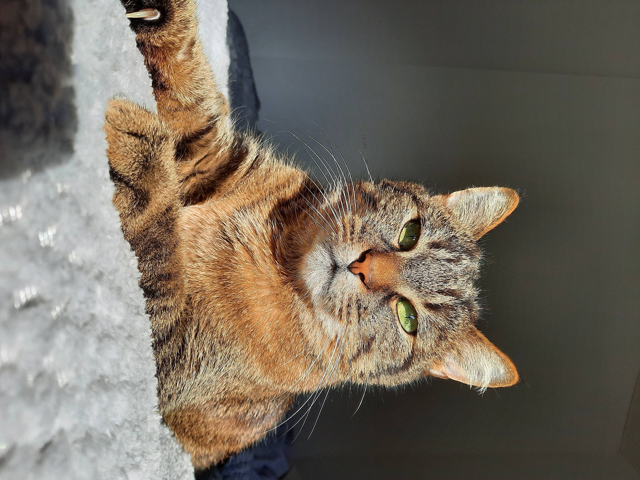 Mia a rejoint le concours — aidez-le/la à gagner de superbes lots ! art, bobcat, carnivore, cat, claw, close_up, domestic_short_haired_cat, eye, felidae, fur, gesture, small_to_medium_sized_cats, snout, tail, terrestrial_animal, trunk, twig, whiskers, wildlife, wood