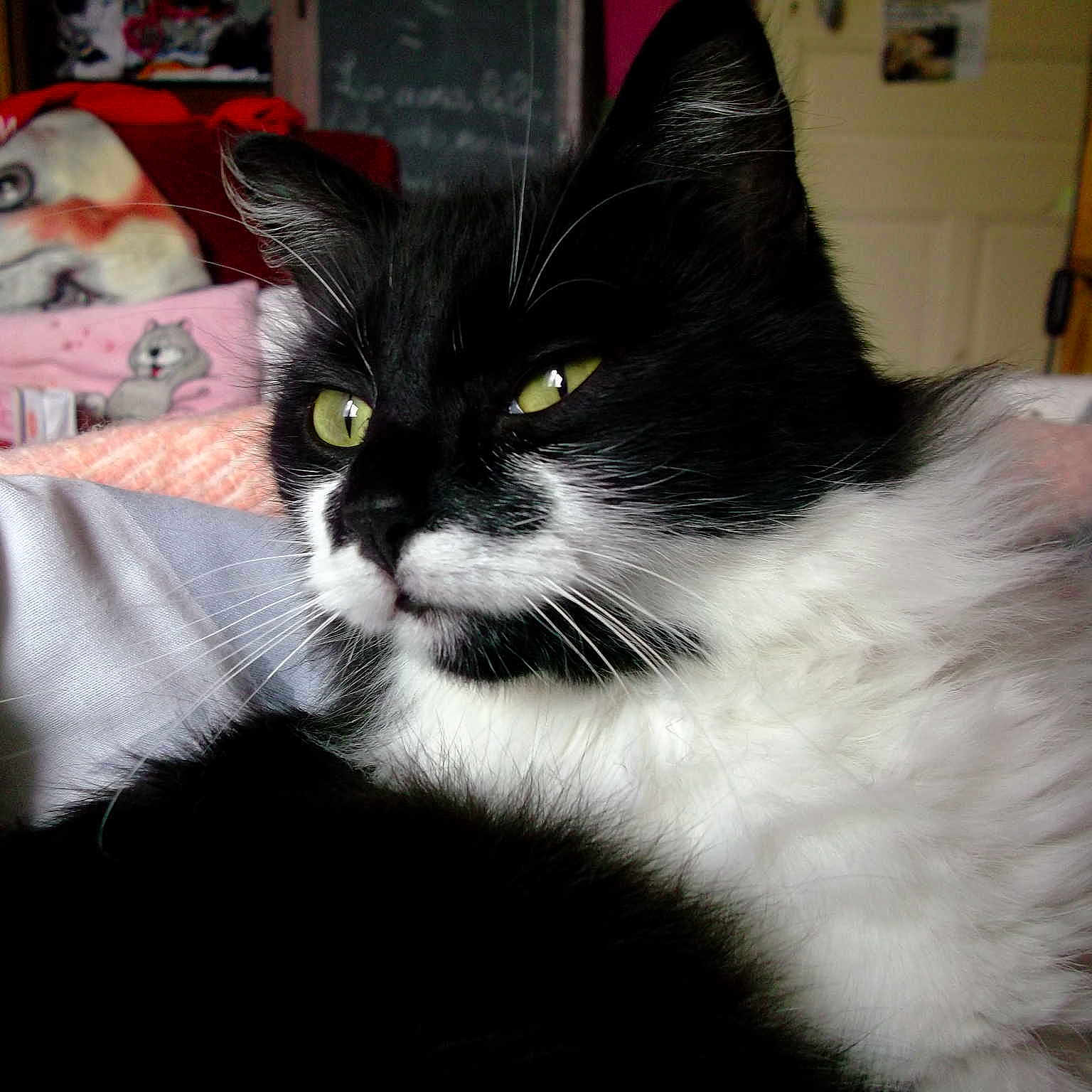 Chaussette a rejoint le concours — aidez-le/la à gagner de superbes lots !