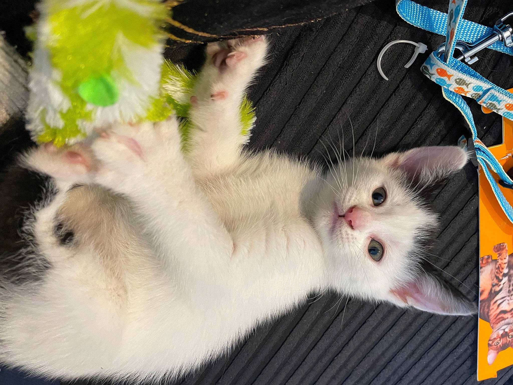 Bo joined the competition — help win amazing prizes! carnivore, cat, claw, domestic_short_haired_cat, fawn, felidae, foot, fur, organism, paw, photo_caption, small_to_medium_sized_cats, snout, tail, whiskers