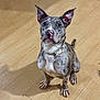 Breezy joined the competition — help win amazing prizes! alert, animal, brown_floor, canine, collar, curious, cute, dog, domestic, ears_up, fur, indoor, nose, paw, pet, sitting, spotted, whiskers, wooden_floor, young_dog