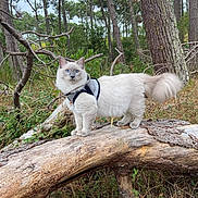 Neige participe au concours pour gagner de l'argent avec cette photo : cat, blue_eyes, harness, forest, tree_trunk, pine_trees, outdoor, nature, animal, fluffy, curious, wildlife, greenery, exploration, fur, pet, walking, branch, wood, daylight