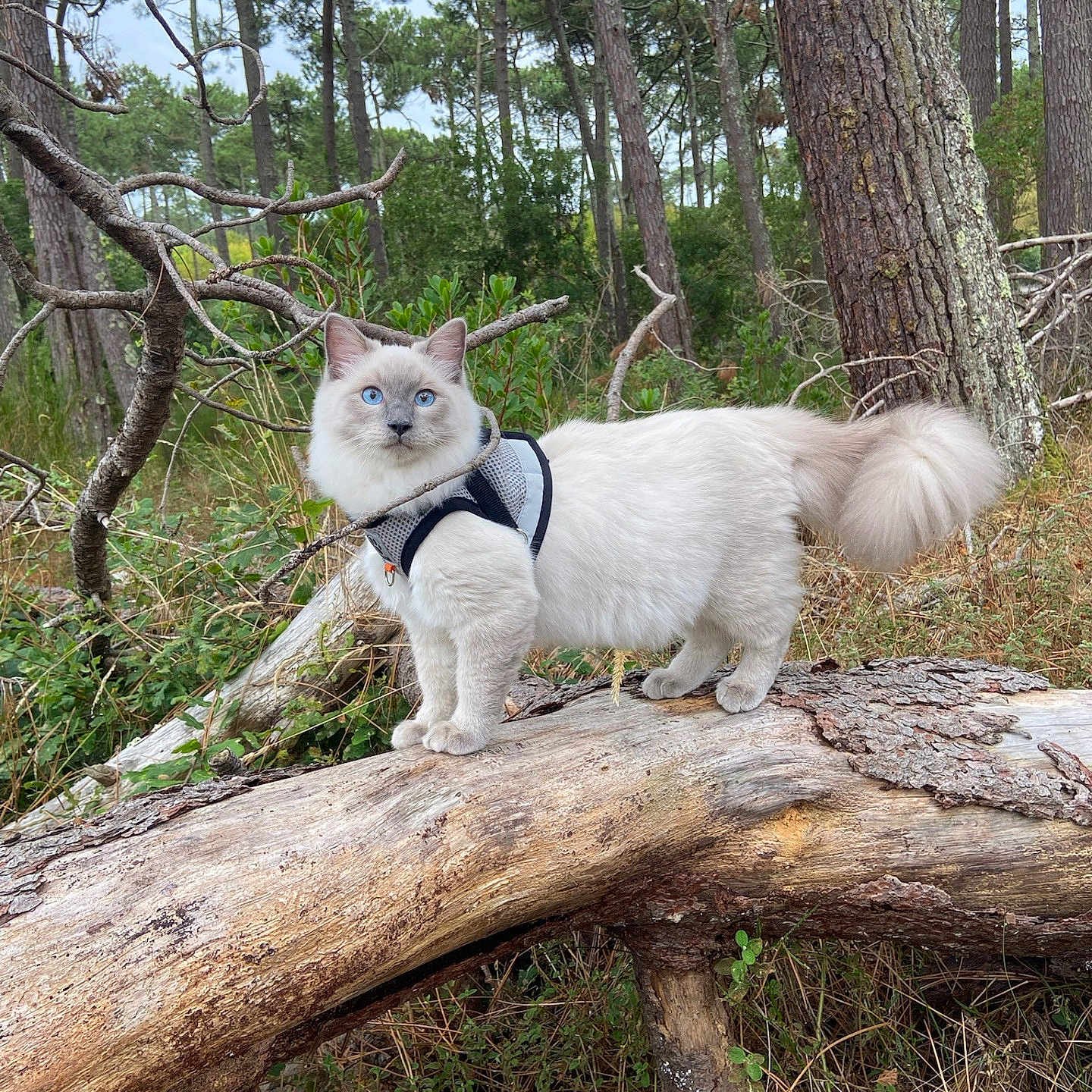Neige participe au concours pour gagner de l'argent avec cette photo : animal, blue_eyes, branch, cat, curious, daylight, exploration, fluffy, forest, fur, greenery, harness, nature, outdoor, pet, pine_trees, tree_trunk, walking, wildlife, wood