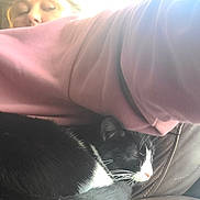 Piper Piddle Pants joined the competition — help win amazing prizes! person, cat, black_and_white_cat, sleeping_cat, pink_hoodie, couch, leather_couch, indoor, cozy, resting, pet, fur, whiskers, human, relaxation, close_up, comfort, animal, nap, soft_light