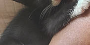 Piper Piddle Pants joined the competition — help win amazing prizes! kitten, cat, black_and_white, sleeping, paw, close_up, snuggling, human_arm, fur, whiskers, cute, pet, resting, indoor, cozy, soft, nap, animal, feline, comfort
