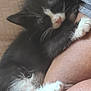 kitten, cat, black_and_white, sleeping, paw, close_up, snuggling, human_arm, fur, whiskers, cute, pet, resting, indoor, cozy, soft, nap, animal, feline, comfort