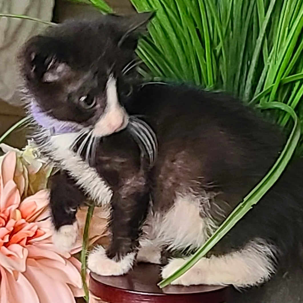Piper Piddle Pants is registered to the contest to win money with this photo: animal, black_and_white, candle, cat, close_up, curious, cute, feline, flower, fur, green_leaves, indoor, kitten, pet, plant, small, tuxedo_cat, whiskers, wooden_lid, young