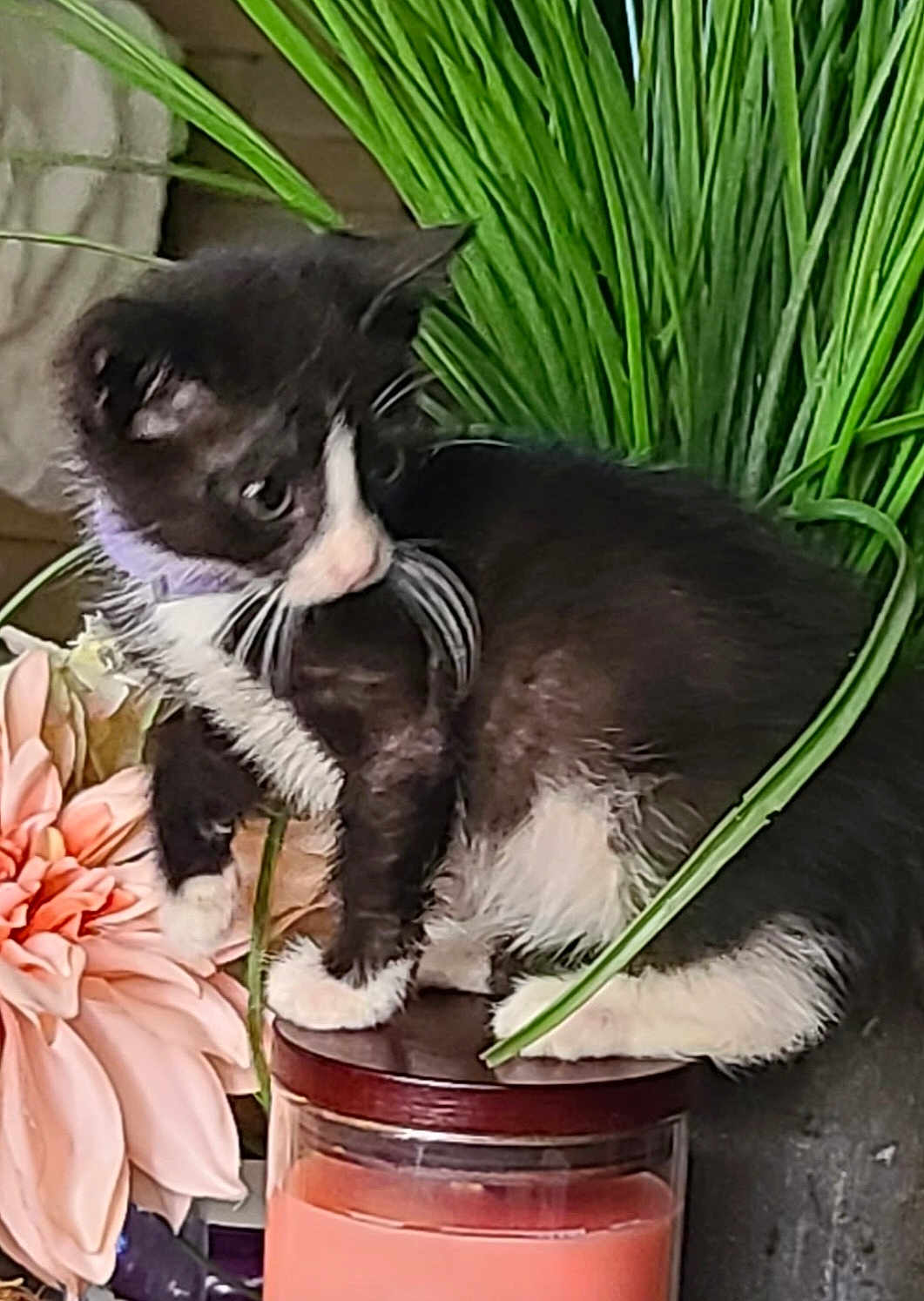 Piper Piddle Pants is registered to the contest to win money with this photo: kitten, cat, tuxedo_cat, pet, plant, flower, green_leaves, candle, wooden_lid, curious, indoor, close_up, feline, black_and_white, cute, small, young, animal, fur, whiskers
