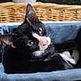 Piper Piddle Pants joined the competition — help win amazing prizes! cat, tuxedo_cat, pet, animal, basket, woven_basket, indoor, resting, feline, black_and_white, cozy, cute, looking_up, ears, whiskers, pink_nose, fabric_lining, home, relaxing, curious