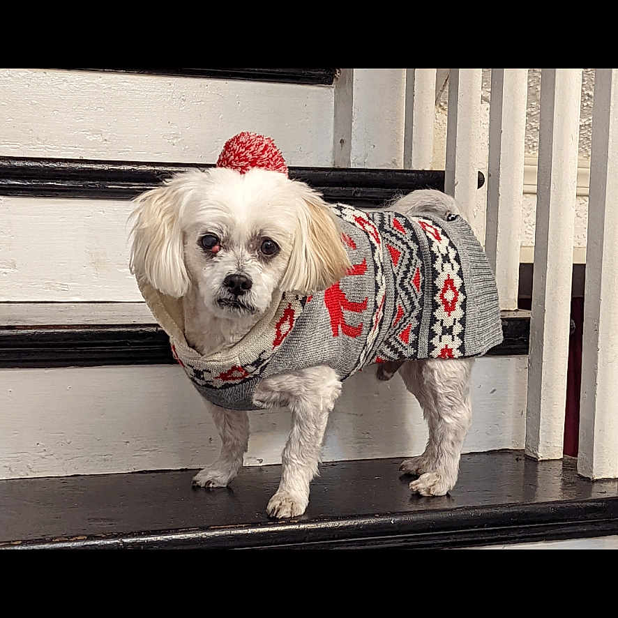 Teddy joined the competition — help win amazing prizes! animal, clothing, cozy, cute, dog, domestic_animal, fur, gray, holiday, indoors, looking, pet, portrait, red, small_dog, stairs, standing, sweater, white_dog, winter