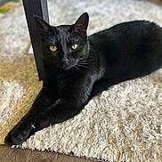 Dopey joined the competition — help win amazing prizes! animal, black_cat, calm, cat, close_up, cozy, domestic_cat, ears, feline, fluffy_rug, home, indoor, lying_down, pet, relaxed, rug, stretching, whiskers, wood_floor, yellow_eyes