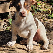 Canelo is registered to the contest to win money with this photo: puppy, dog, outdoor, sunlight, brown_and_white, pet, animal, sitting, curious, nature, leaf, wood, dirt, young_dog, small_dog, canine, fur, close_up, daylight, adorable