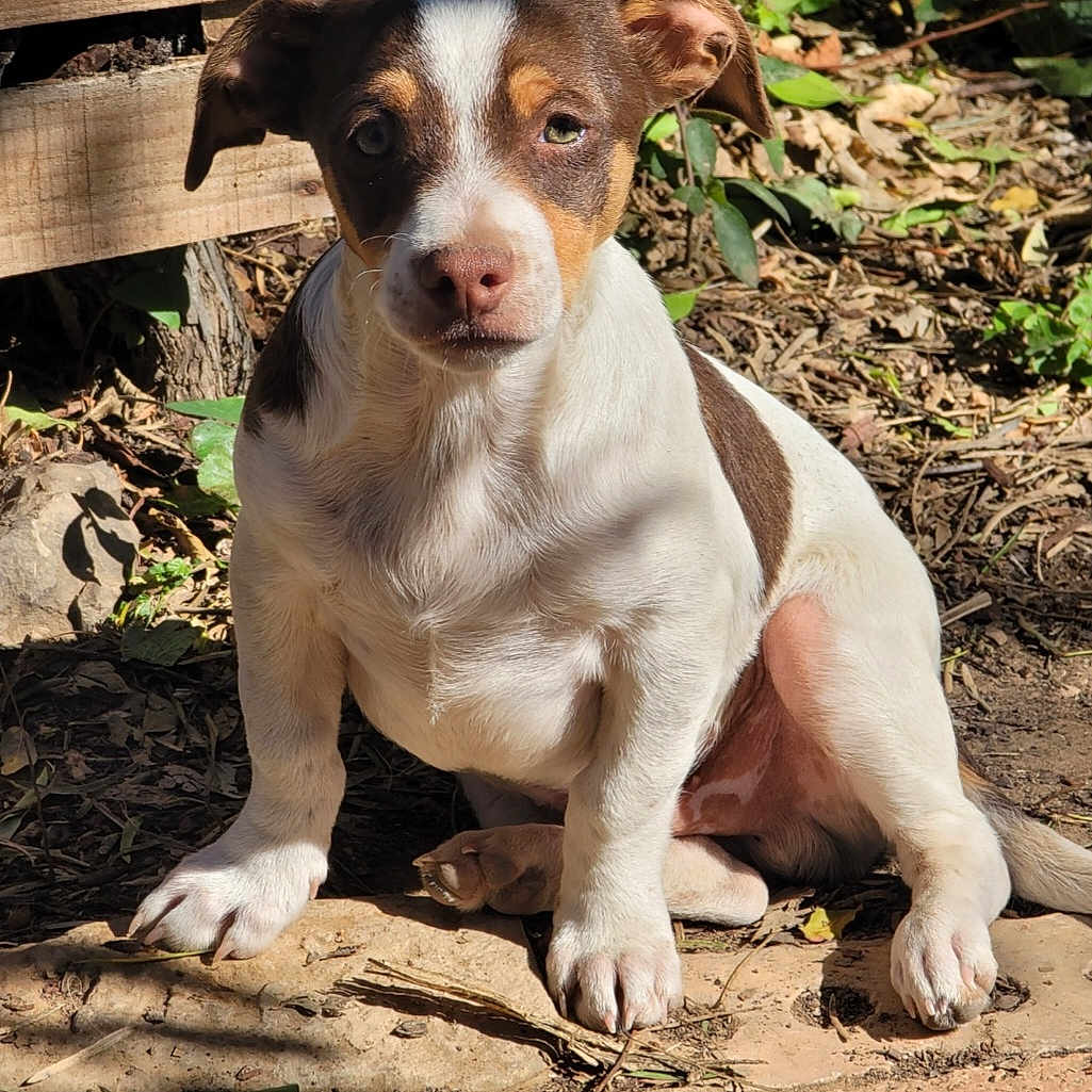 Canelo