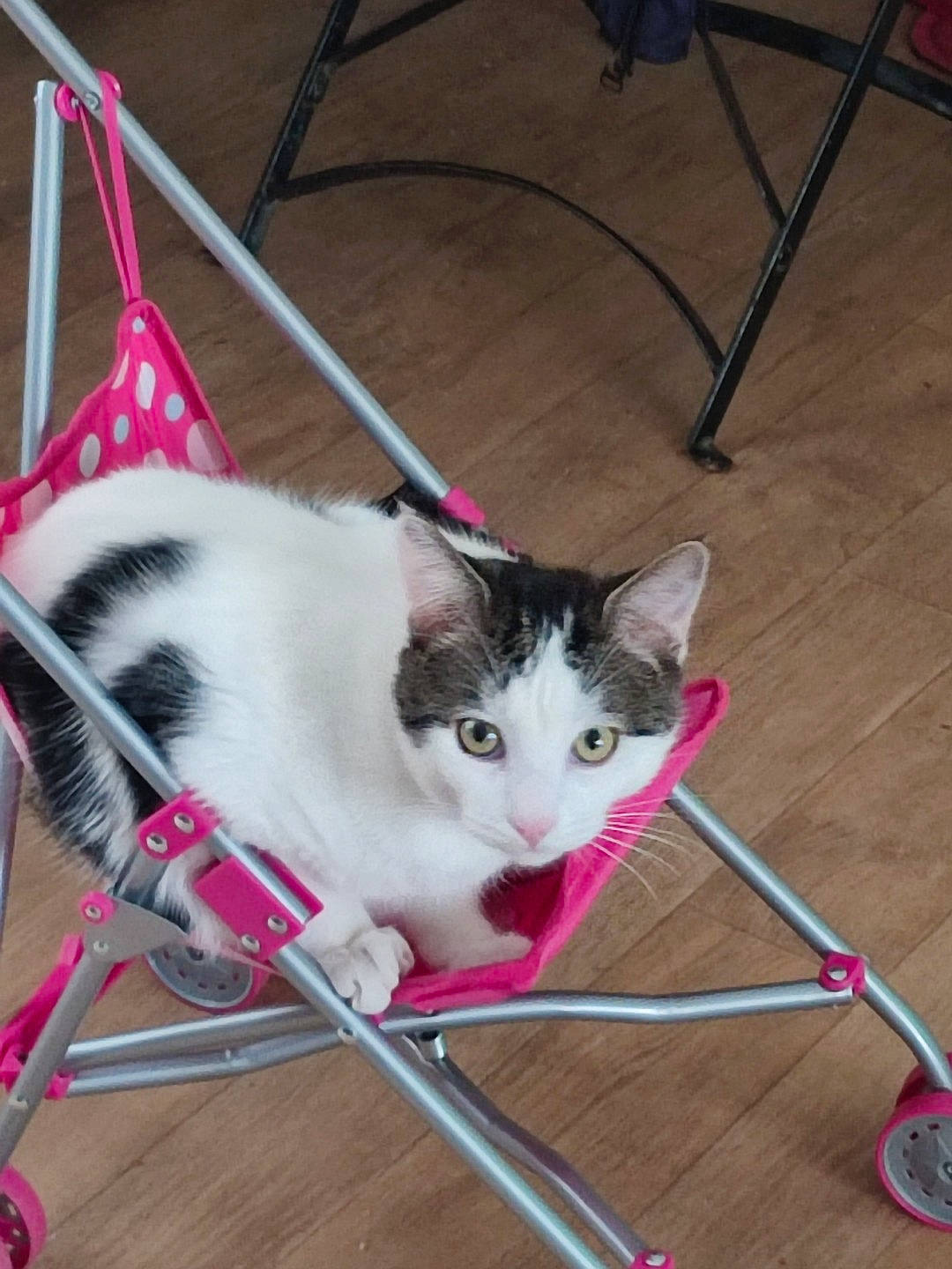 Domino participe au concours pour gagner de l'argent avec cette photo : bag, basket, bicycle_part, carnivore, cat, chair, collar, domestic_short_haired_cat, felidae, flooring, fur, luggage_and_bags, mammal, pet_supply, small_to_medium_sized_cats, snapshot, tail, vertebrate, whiskers, white
