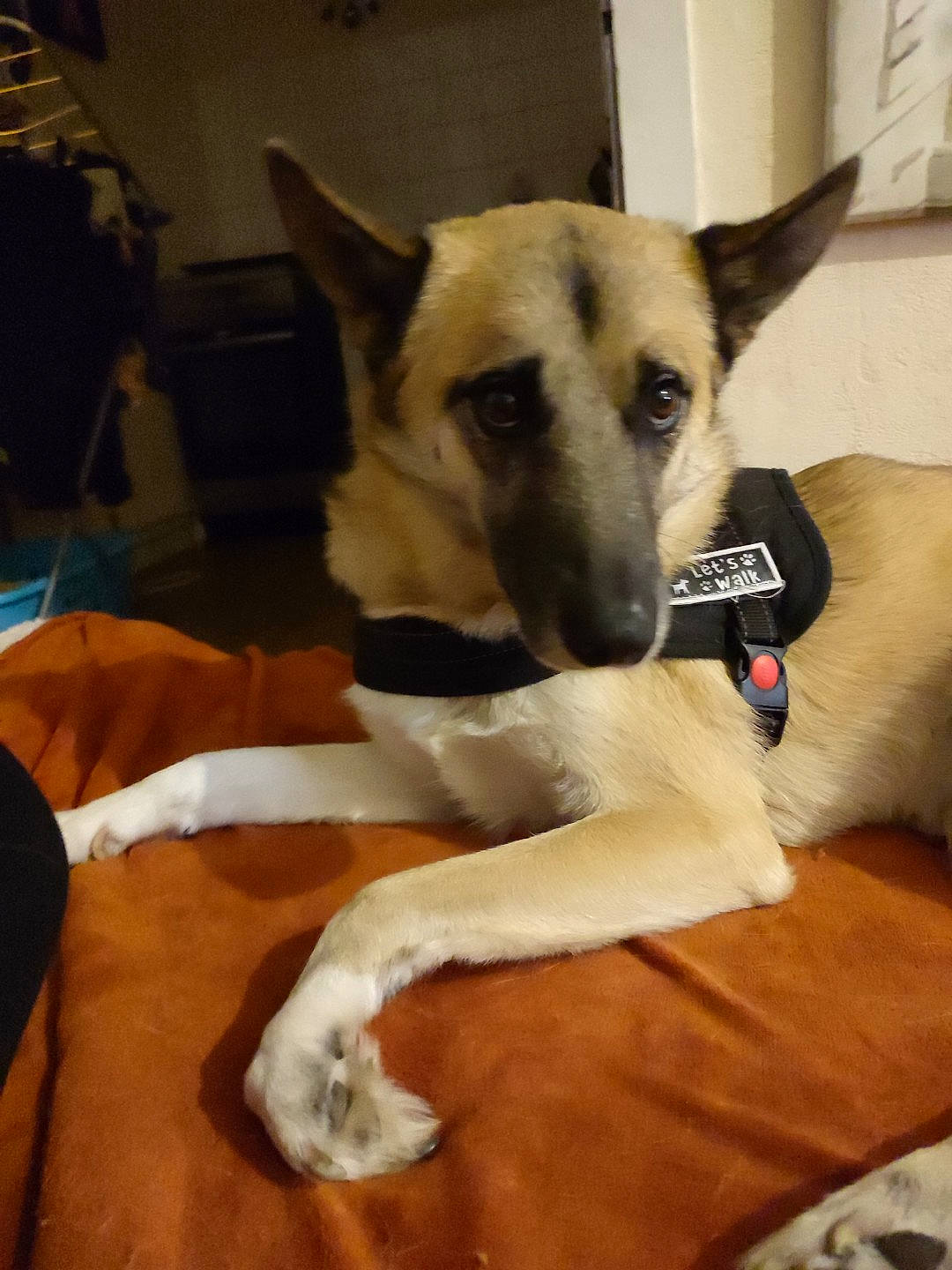 Nouky participe au concours pour gagner de l'argent avec cette photo : canidae, carnivore, collar, comfort, companion_dog, dog, dog_breed, dog_supply, fawn, flooring, fur, hardwood, paw, pet_supply, snout, sporting_group, terrestrial_animal, wood, working_animal, working_dog