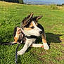 Ralph joined the competition — help win amazing prizes! puppy, dog, grass, leash, outdoor, field, greenery, sunny, sky, clouds, ears, scratching, pet, nature, playful, young_dog, animal, daytime, scenic, park