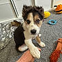 Ralph is registered to the contest to win money with this photo: puppy, dog, hand, carpet, toy, blanket, paw, indoor, cute, pet, fur, play, animal, white, brown, black, young, paw_print, interaction, friendly
