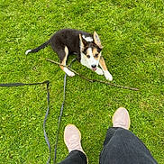 Ralph is registered to the contest to win money with this photo: puppy, dog, grass, stick, leash, playful, outdoor, green, pet, animal, canine, young_dog, person, shoes, pants, nature, cute, looking_up, fun, summer