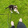 puppy, dog, grass, stick, leash, playful, outdoor, green, pet, animal, canine, young_dog, person, shoes, pants, nature, cute, looking_up, fun, summer
