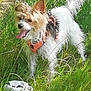 dog, grass, outdoor, greenery, soccer_ball, pet, animal, playful, tongue_out, harness, small_dog, fur, sunlight, nature, canine, happy, active, summer, field, daytime