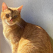 Loki participe au concours pour gagner de l'argent avec cette photo : animal, calm, cat, cute, domestic_cat, ears, face, feline, fur, ginger_cat, indoor, paw, pet, portrait, sitting, sunlight, texture, wall, whiskers, window_light