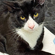 Chance joined the competition — help win amazing prizes! cat, black_and_white, yellow_eyes, whiskers, close_up, towel, indoor, pet, feline, fur, relaxed, animal, face, portrait, laying_down, pink_nose, alert, domestic_cat, background, texture