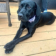 Remi joined the competition — help win amazing prizes! dog, black_dog, pet, purple_collar, paws_crossed, wooden_deck, porch, wicker_chair, outdoor, resting, lying_down, close_up, brown_eyes, muzzle, paws, nails, person_legs, furniture, canine, companion