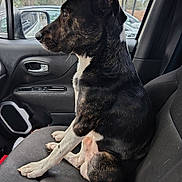 Tye is registered to the contest to win money with this photo: animal, black_and_white, canine, car_interior, car_seat, dog, door_handle, fur, indoors, looking_away, outside, parked_cars, paw, pet, reflection, seatbelt, side_mirror, sitting, trees, window