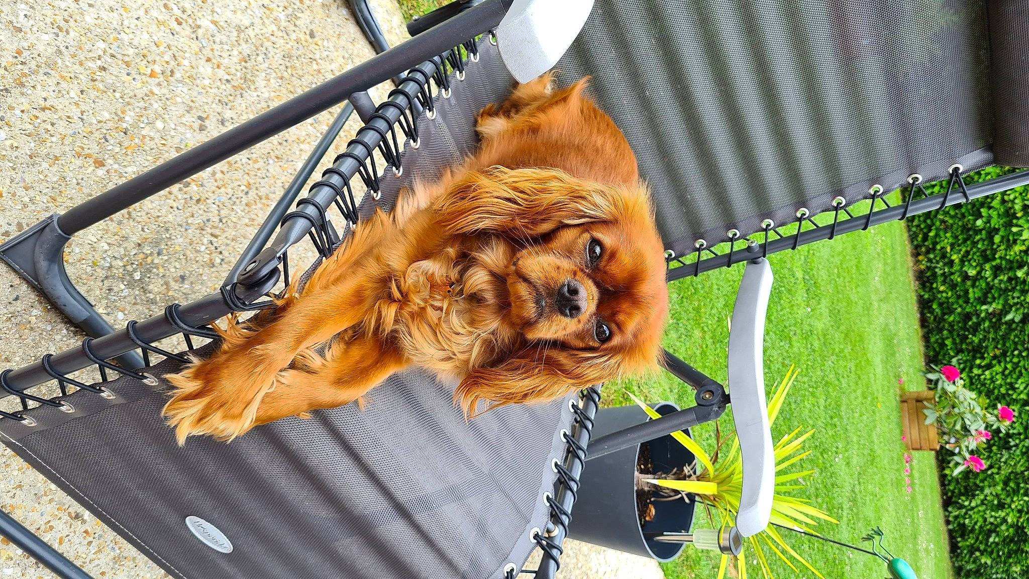 Siam a rejoint le concours — aidez-le/la à gagner de superbes lots ! big_cats, canidae, carnivore, companion_dog, dog_breed, fawn, felidae, fur, grass, liver, masai_lion, plant, snout, sporting_group, tail, terrestrial_animal, tree, whiskers, wood, working_animal