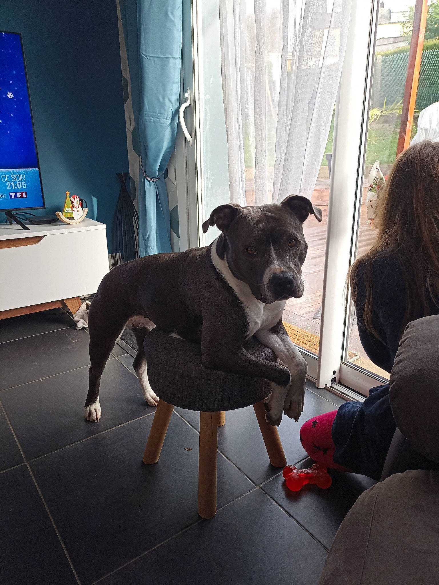 Réglisse a rejoint le concours — aidez-le/la à gagner de superbes lots ! canidae, carnivore, chair, collar, comfort, companion_dog, computer_monitor, curtain, dog, dog_breed, dog_collar, fawn, floor, flooring, guard_dog, mammal, snout, sporting_group, toy_dog, working_animal