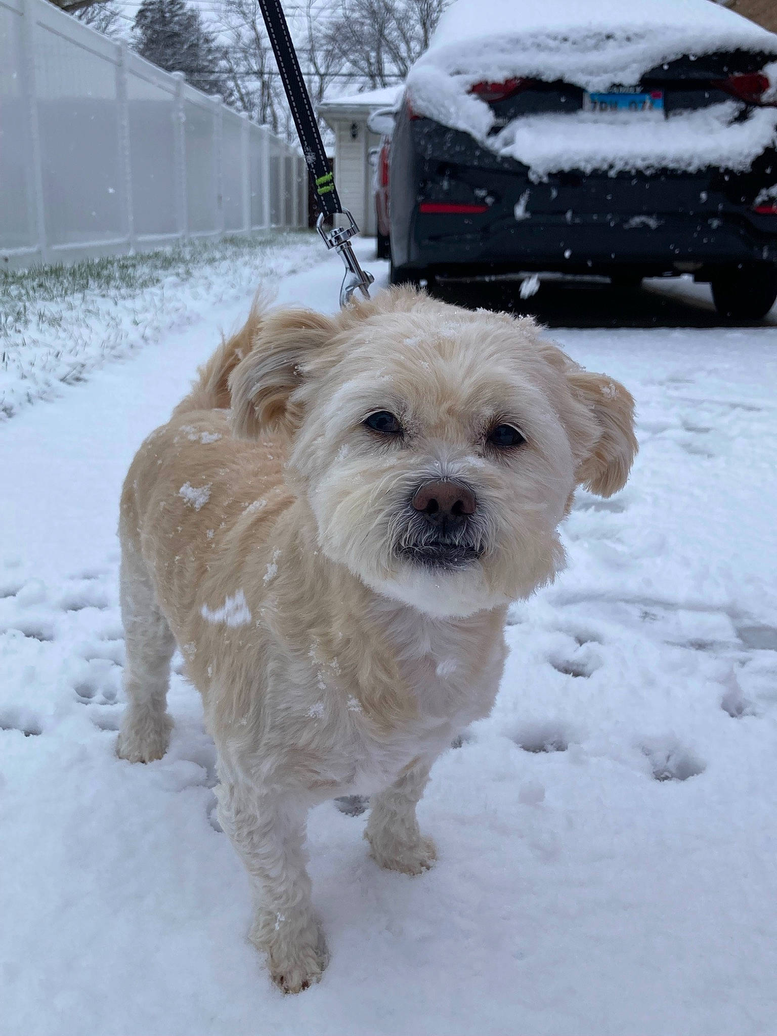Chewy joined the competition — help win amazing prizes! canidae, car, carnivore, collar, companion_dog, dog, dog_breed, dog_collar, dog_supply, freezing, fur, precipitation, small_terrier, snout, snow, sporting_group, toy_dog, vehicle, winter, working_animal