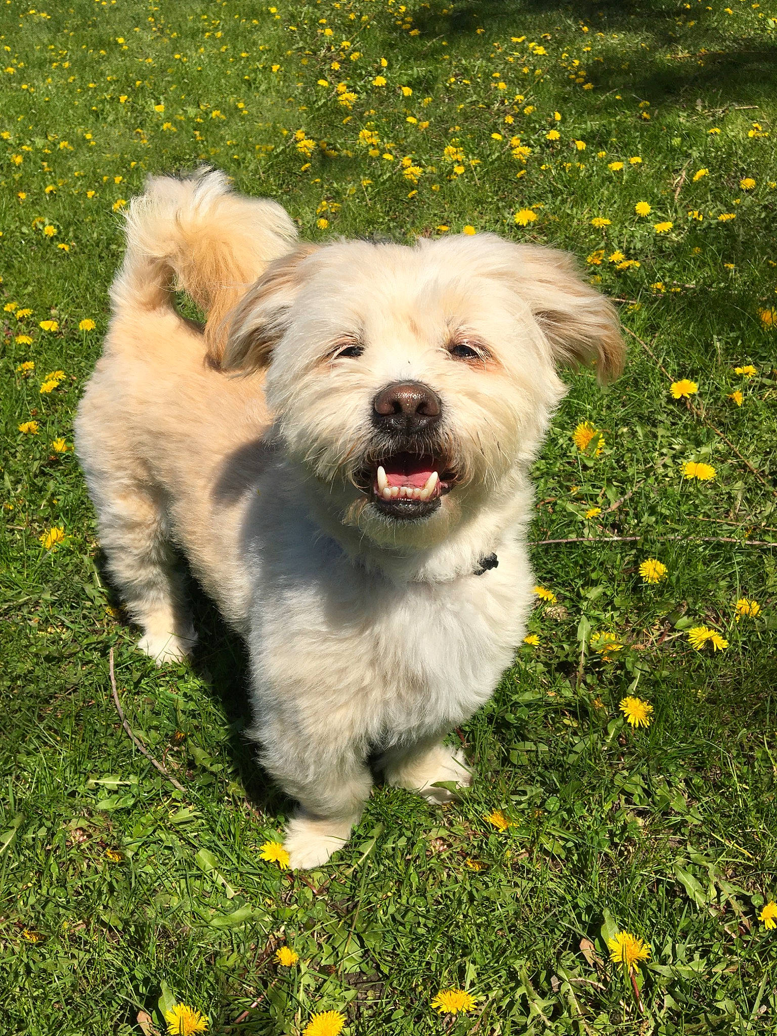 Chewy joined the competition — help win amazing prizes! ancient_dog_breeds, canidae, carnivore, companion_dog, dog, dog_breed, flower, grass, maltepoo, non_sporting_group, plant, poodle_crossbreed, puppy, small_terrier, sporting_group, terrier, toy_dog, working_animal, working_dog