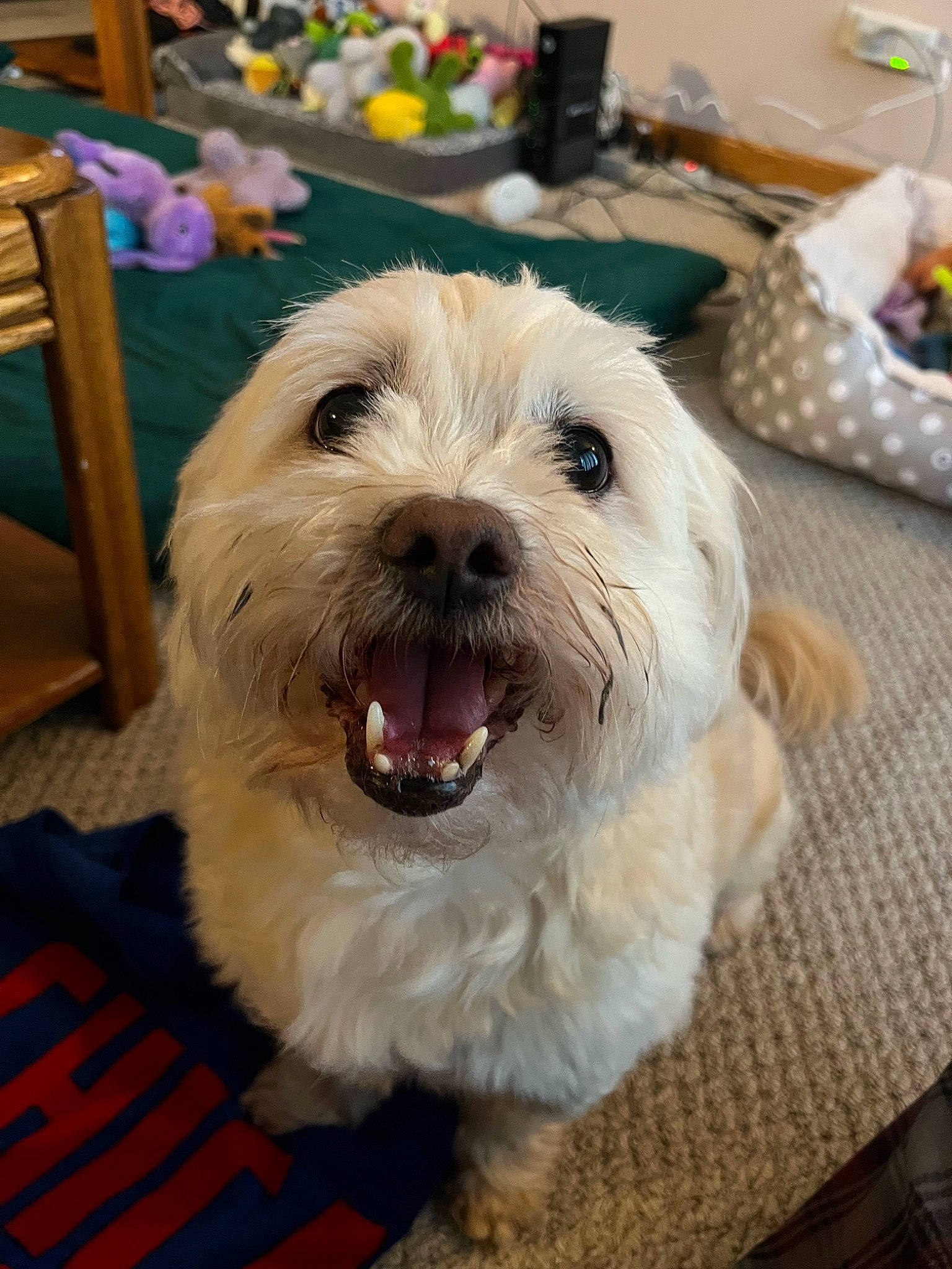 Chewy joined the competition — help win amazing prizes! canidae, carnivore, chair, comfort_food, companion_dog, dog, dog_breed, dog_collar, flooring, fur, labradoodle, non_sporting_group, puppy_love, shih_poo, small_terrier, sporting_group, terrier, toy_dog, wood, working_animal